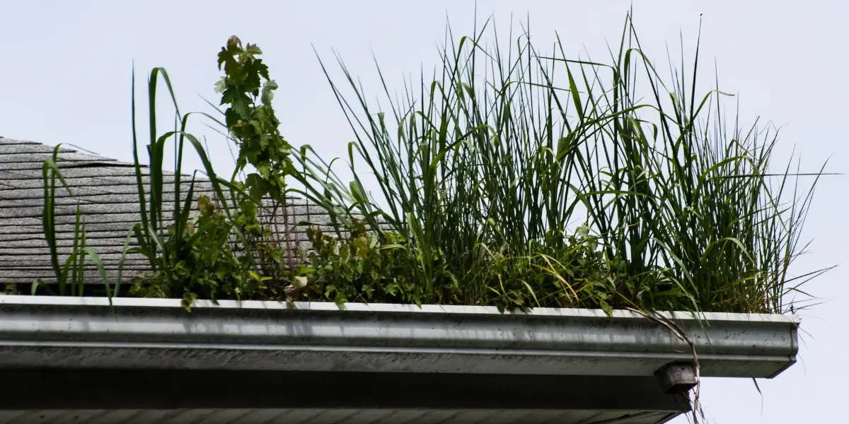Plants Are Growing in the Gutters is a sign that your gutters need cleaning